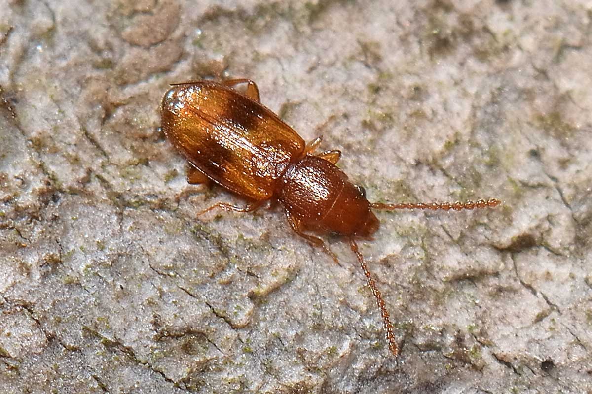 Notolaemus unifasciatus, Laemophloeidae